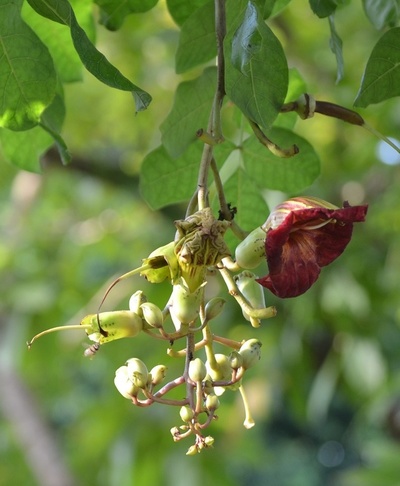 アフリカ原産、ソーセージツリー～アフリカにはソーセージがなる木がありましたアフリカフェ＠バラカ