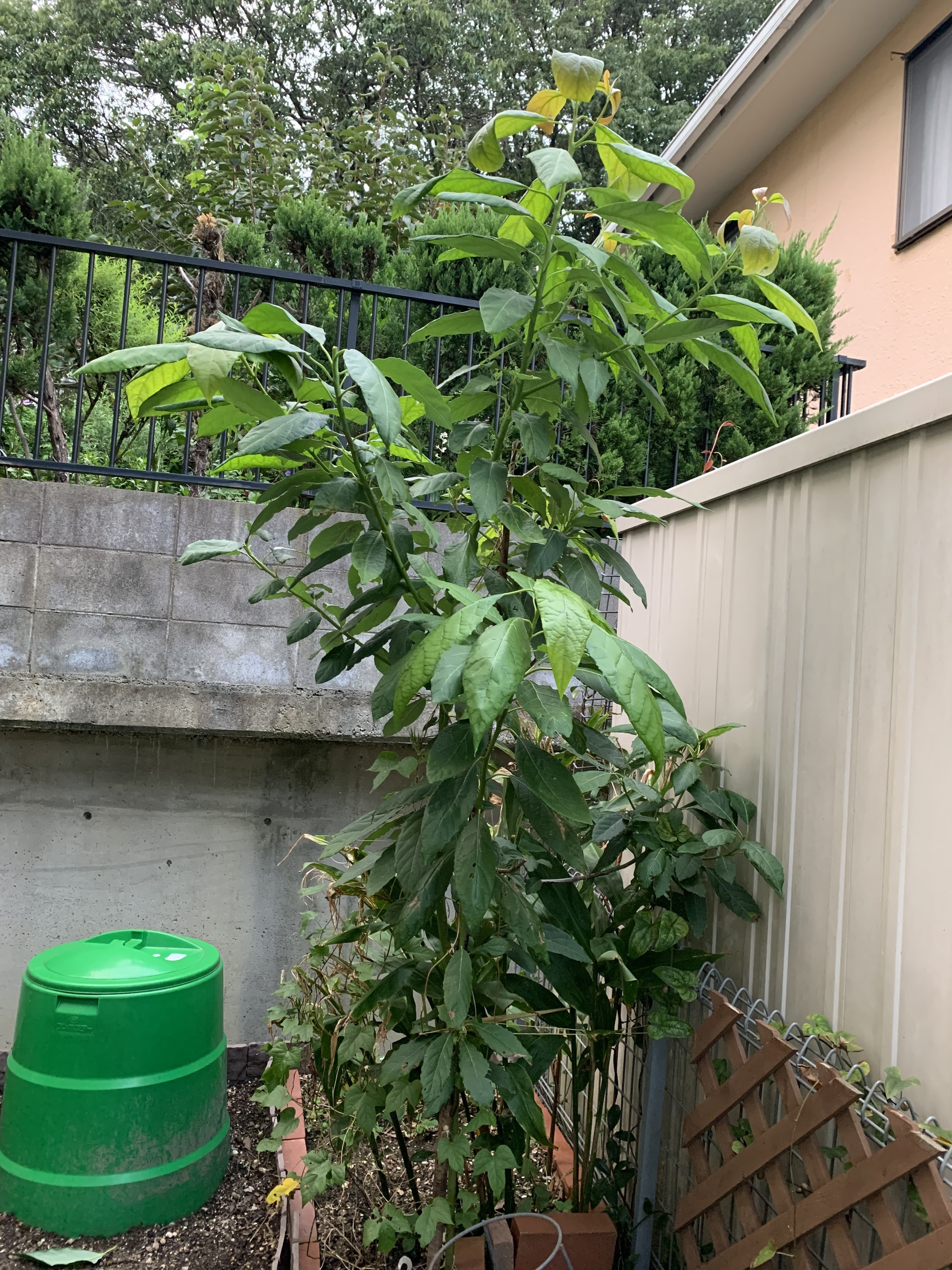 アボカド成長録。発根から枝分かれまで 2021.06〜2022.06🍀GreenSnap グリーンスナップ