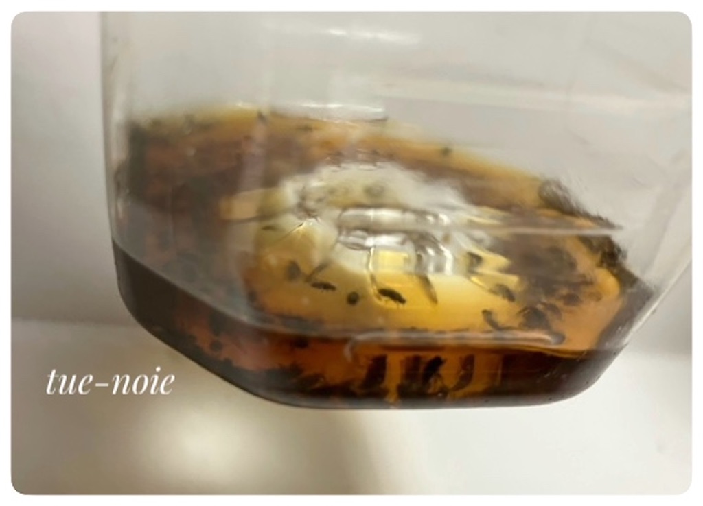 コバエ取りをペットボトルで自作してみたが微妙だった。酢・めんつゆなど実際の効果は？ケロケロ実験工房