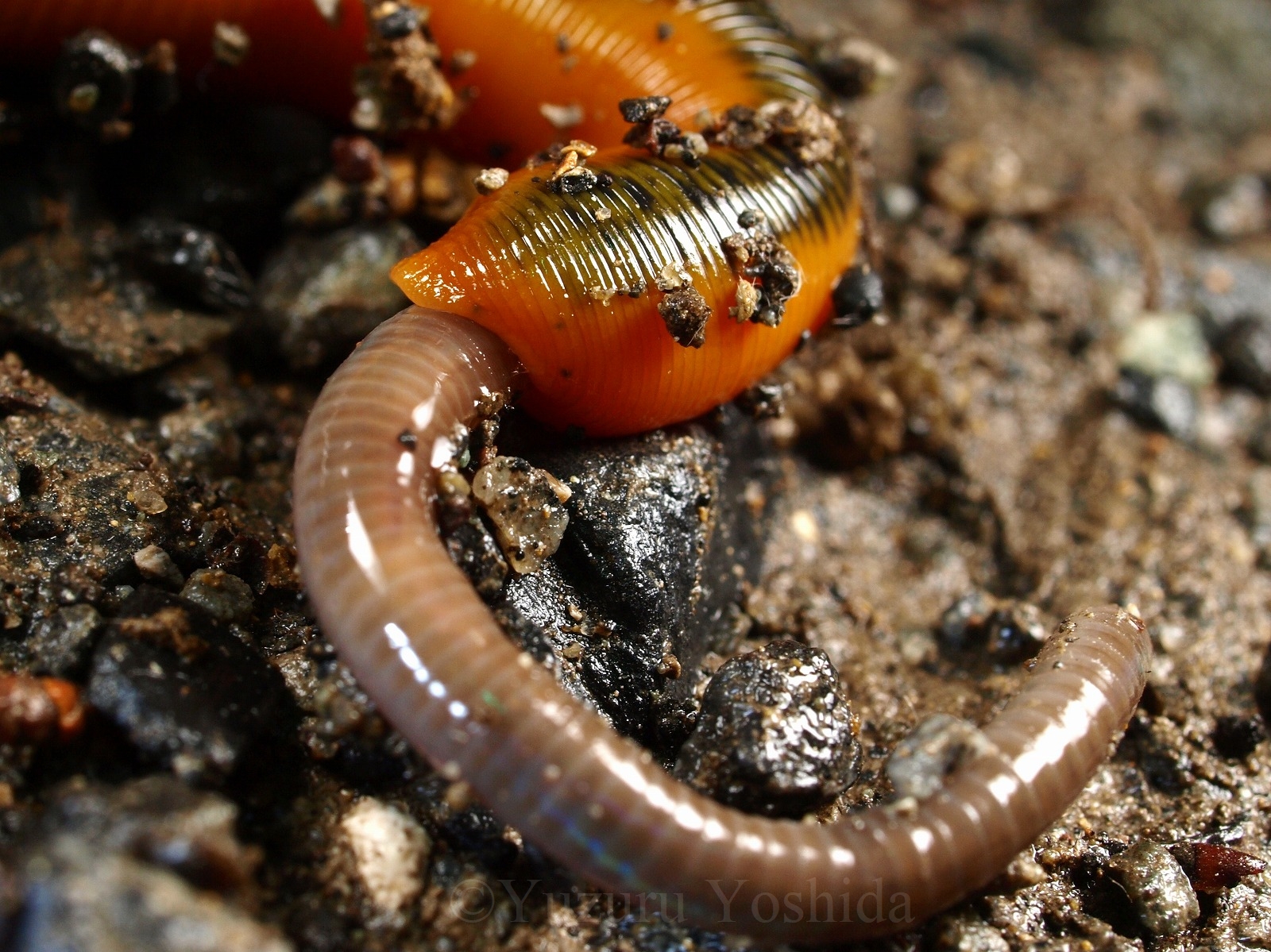 Amazonbugoom 昆虫食 ミミズジャーキー 食べられる虫シリーズ EARTHWORM JERKY No.33bugoomおつまみ・珍味 通販