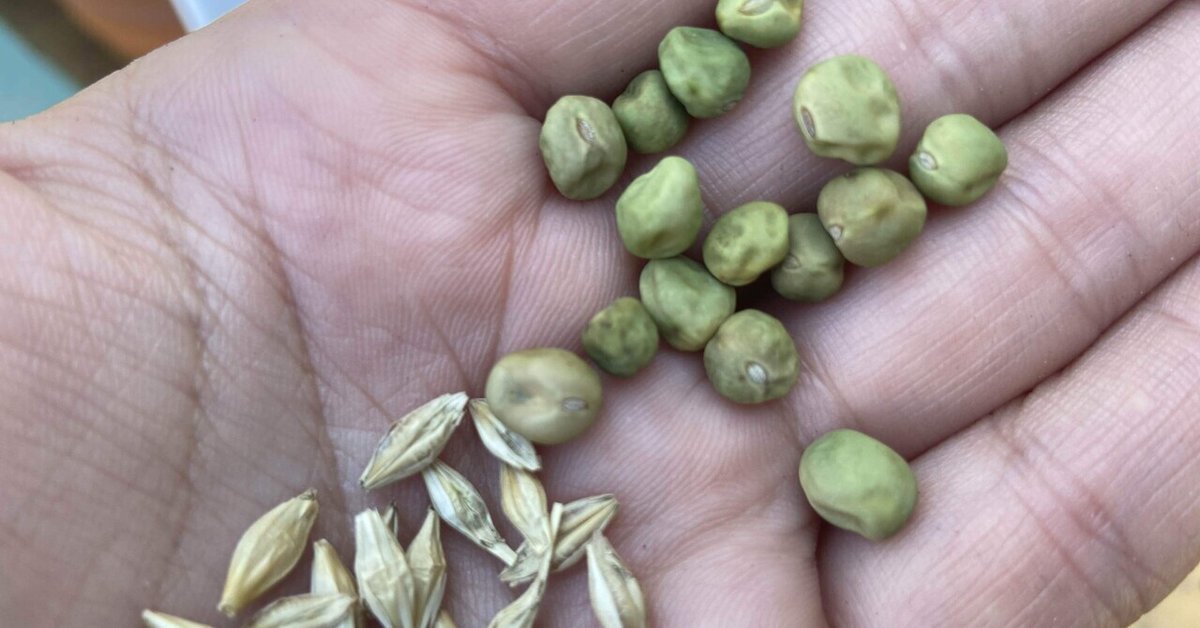 エンドウの種まき : じいじの野菜づくり