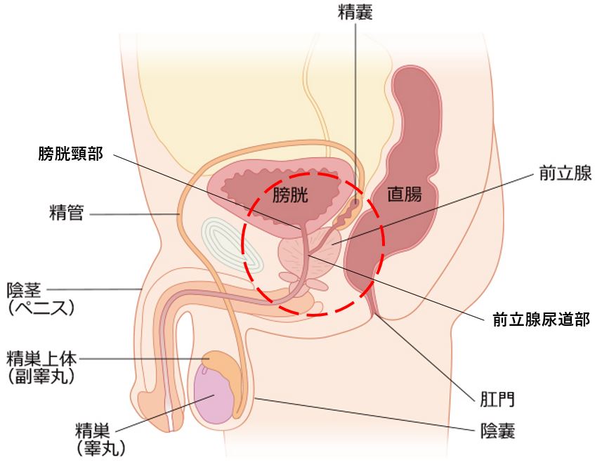 男の潮吹き体験マンガ｜西日暮里発｜出張型・デリバリー｜エステ・回春 ｜ビザールクリニック 手コキ風俗店のお知らせ｜手コキ風俗情報 手こきが一番