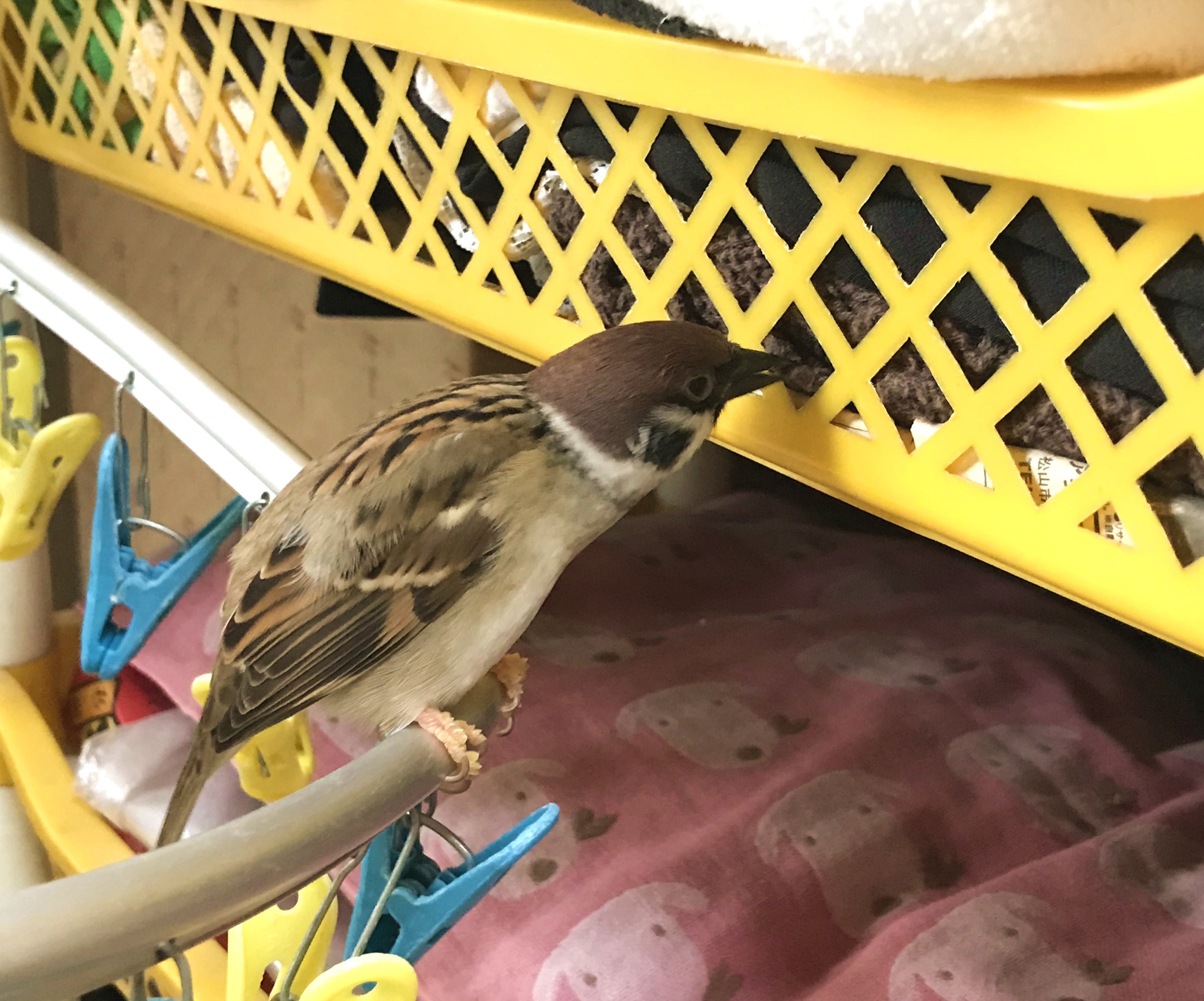 スズメの被害を防ぐために 雀の生態を理解しよう！繁殖時期や被害が起こる原因なども解説 EPARKくらしのレスキュ