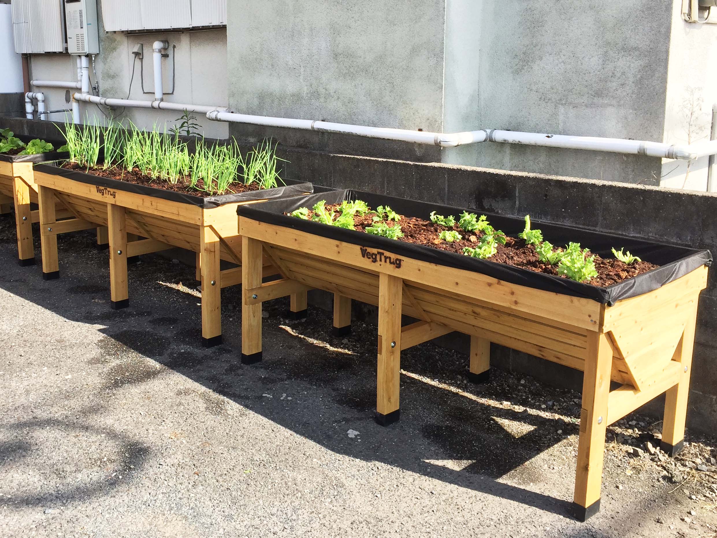 Eベランダで楽しむ簡単家庭菜園。定期コース 継続- 食品通販のベルーナグルメ 公式