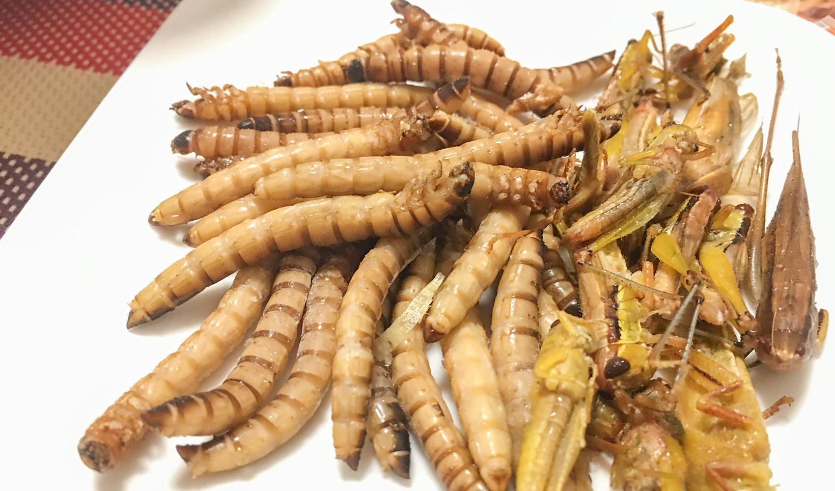 出張！群馬県庁de昆虫食体験！昆虫食のTAKEO通販、実店舗、製造、養殖、研究