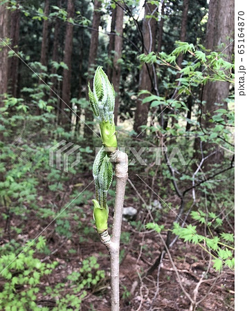 木の芽山菜の王様！タラの芽３００ｇ