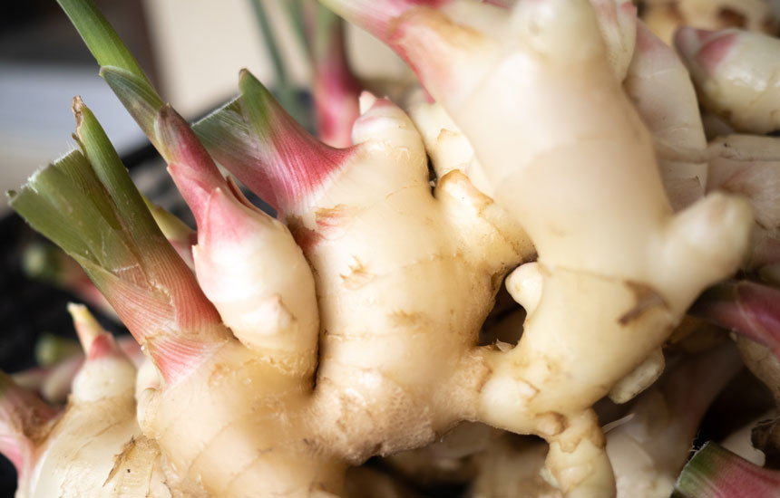 この時期に旬を迎える”新生姜”⁡, ⁡毎日素敵な新生姜が市場に並んでいます。⁡,⁡生姜は一年中ありますが、この新生姜は限られた時期しか出回りません。⁡, ⁡⁡, ⁡普通の生姜の違いを簡単にご説明します 