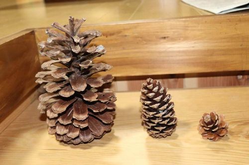 松ぼっくり」をおいしく食べてみた！ニコニコニュース