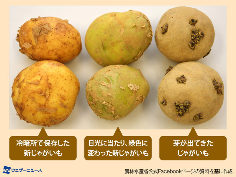 芽が出ない!新鮮さがキープできる「じゃがいも」の保存法クックパッドニュース