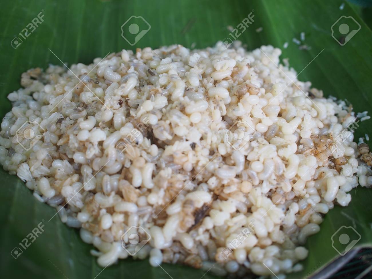 蟻の卵の写真素材・画像素材 Image 73843711