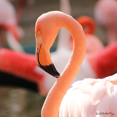 フラミンゴってどんな鳥? 特徴とピンク色の理由、鳥言葉も紹介 獣医師監修鳥との暮らし大百科