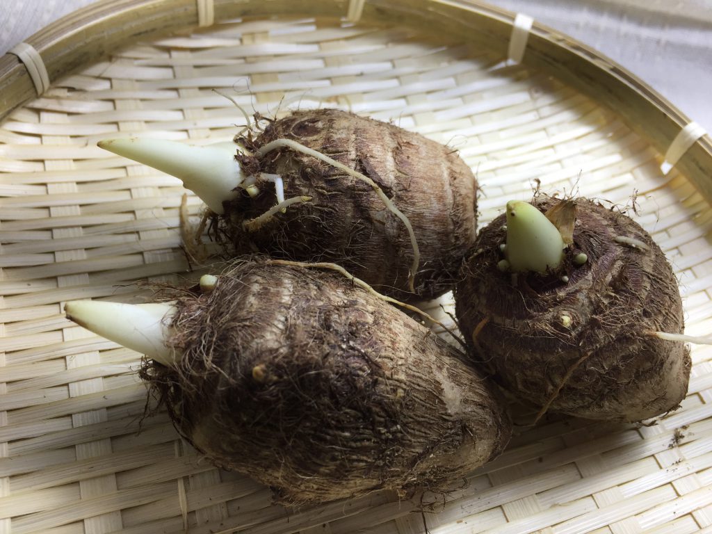 サトイモの親芋を加温 芽出し後に種芋として定植さとっちゃん菜園 ガーデニング