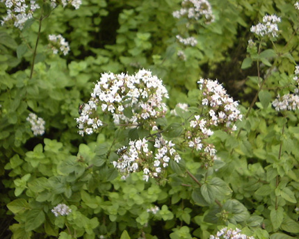 オレガノの判定方法Origanum vulgare