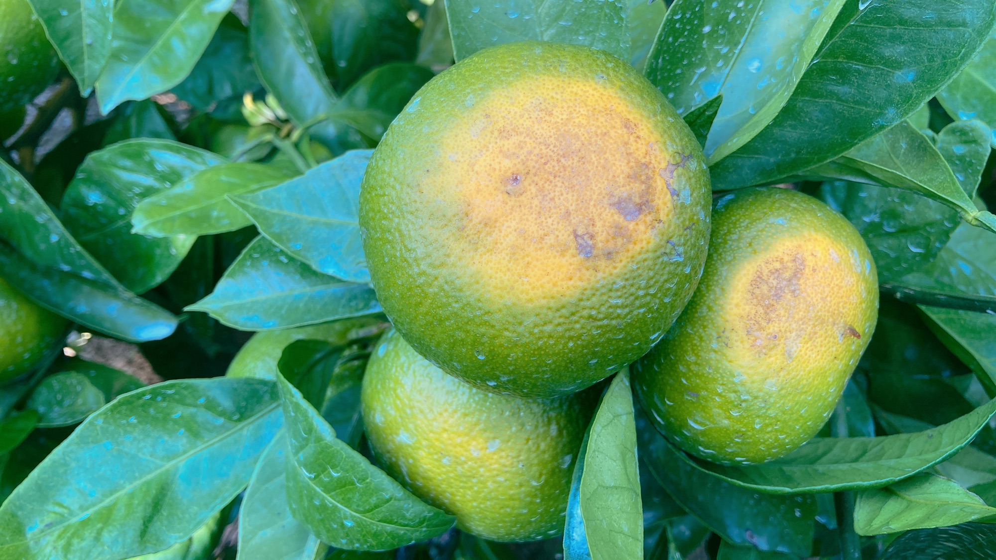 みかんのむき方、どうしてる？ ユニークで食べやすい方法4選 - ウェザーニュース