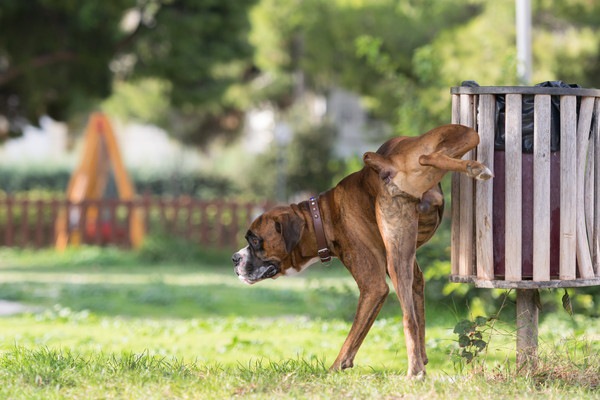 寒い時期に多く見られる犬の「膀胱炎」について知っていますか？💡 冬場は運動量も減るため、喉もあまり渇かず水を飲まなくなります。そして水を飲む量が減ると おしっこの量が減ります。 濃縮されたおしっこは、尿石症や膀胱炎などのトラブルを引き起こしやすくなるんです