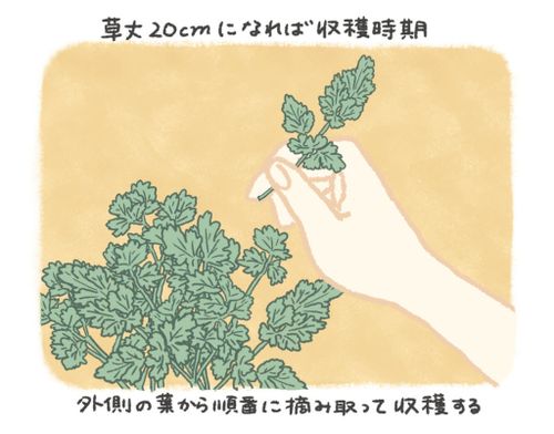 パセリの育て方わたしの野菜育て方図鑑