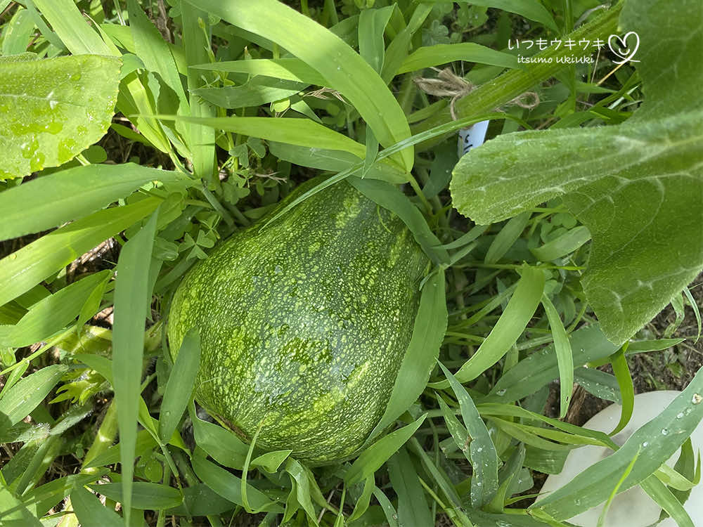 絶品！南大隅町産 パイナップルバター 1瓶160g×1個HB-1 パイナップル バター フルーツ ジャム 加工品 スプレッド 国産南国フルーツ 手作り 鹿児島県 南大隅町 hello! brand new days - 鹿児島県南大隅町ふるさとチョイス - ふるさと納税サイト