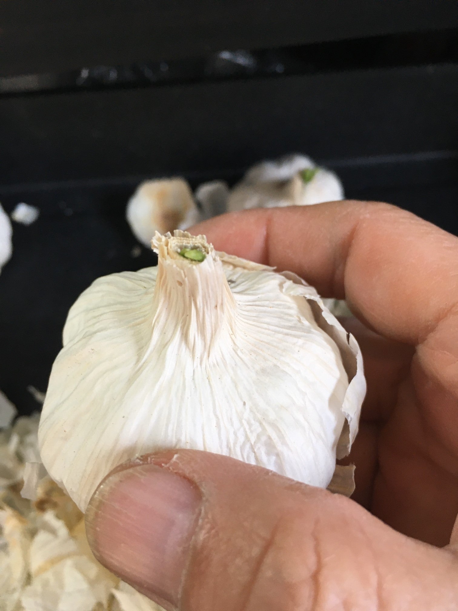 芽が出たにんにく、どうする？育てておいしく再活用するアイデアとレシピ - Duallife Family デュアルライフ ファミリー