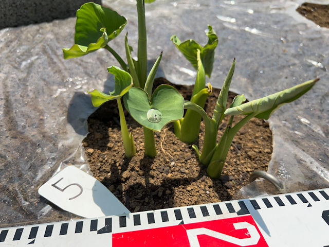 里芋の芽が出ない！発芽までに掛かる時間と早める方法 - 農業屋
