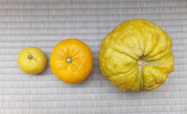 大きな蕪で♪柚子入り甘酢漬け♪ by hiro2031クックパッド簡単おいしいみんなのレシピが392万品