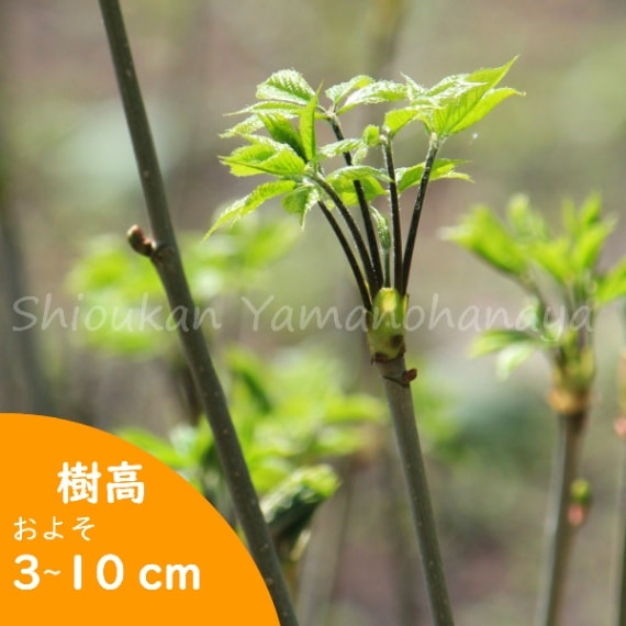1ポット コシアブラ 9〜10.5cmポット幼苗 実生3年目樹高1〜10ｃｍ 山菜苗 落葉樹 苗木 漉油 白木の芽 ※休眠 落葉済み : 紫桜館山の花屋 - 通販 - Yahoo!ショッピング