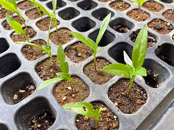 タキイの野菜 - タキイ種苗