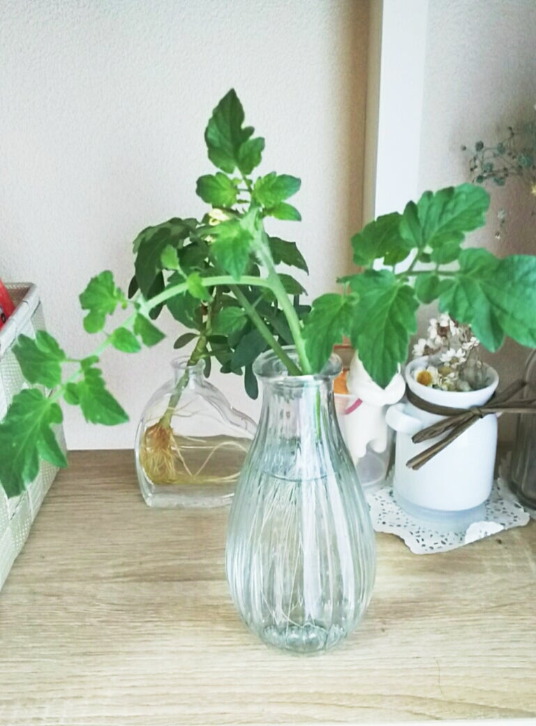 ミニトマトの育て方 〜わき芽かきと支柱の立て方〜LOVEGREEN ラブグリーン