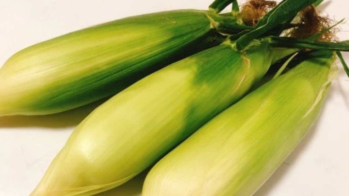 今が旬☆「とうもろこし」の種類~美味しい見分け方までエネフィブログ♪