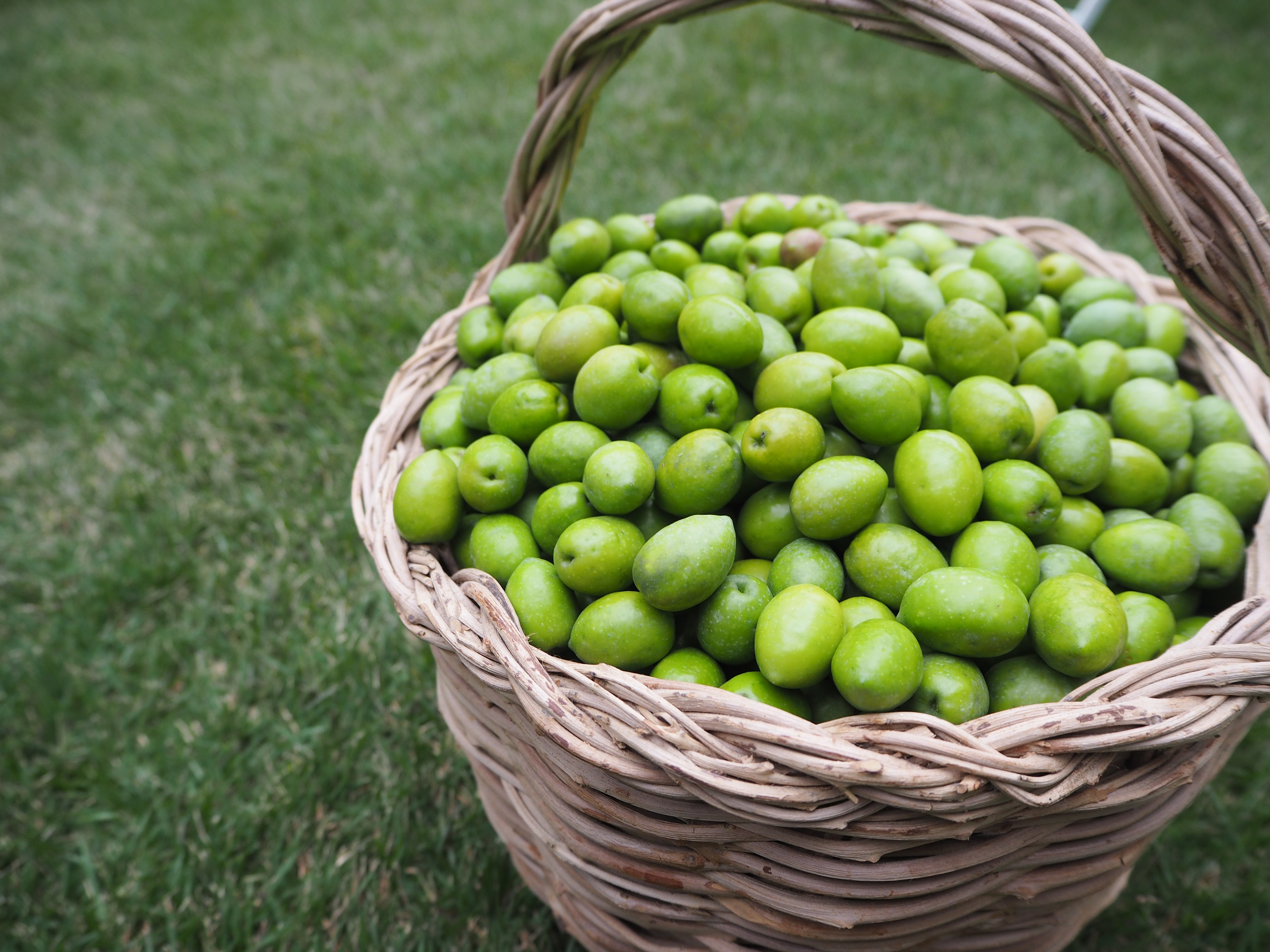 オリーブオイルガイド:種類と健康性日清オイリオ業務用お役立ちサイト日清オイリオ