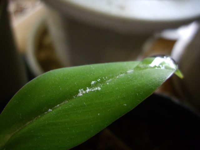 白いバナナ 00684000551 の写真・イラスト素材アマナイメージズ