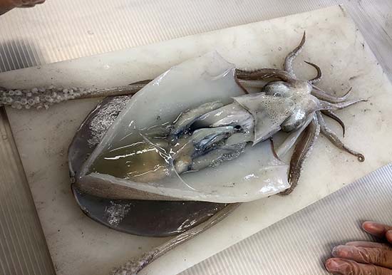 アオリイカの捌き方～刺身・焼き物用～