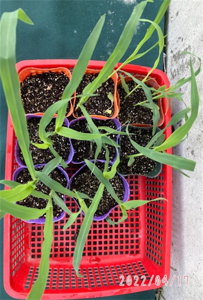 トウモロコシの種まき ポット植え : やりたい事が多すぎる