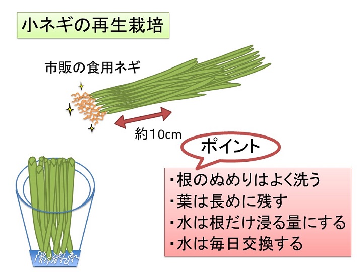 水耕栽培はカビとの戦い！原因・対処・対策をまるっと解説おうち農園