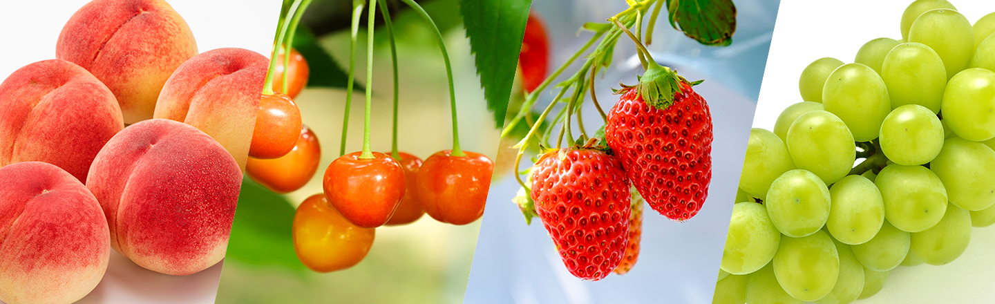 福島県の夏の果物狩り！さくらんぼ狩り・桃狩り・ブルーベリー狩りなどるるぶKids