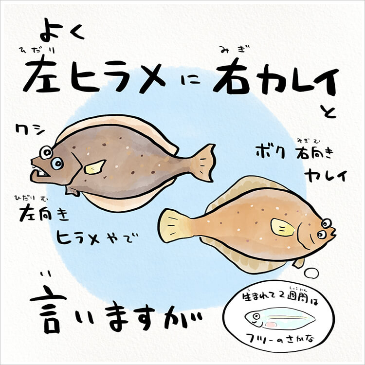 ヒラメとカレイのイラスト素材103448767- PIXTA