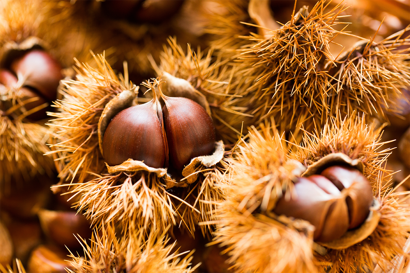 保存版 9月旬の野菜と果物 一覧表