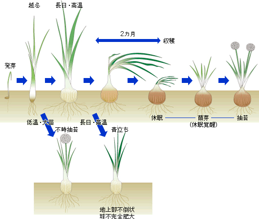 保存食 収穫した玉ねぎを吊るしたりコンテナを使って長期間保存する簡単な方法・新玉ねぎホイル焼き24 4 13