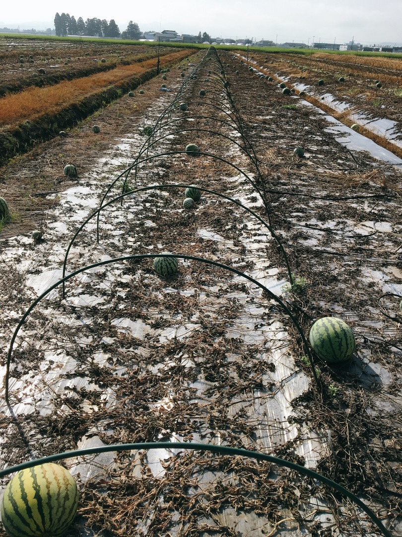 スイカ畑の片付けを美しく: ＪＡうご公式ブログ なえんもねんしども