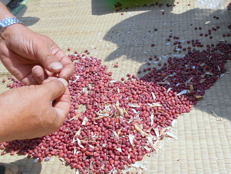 あずき」とよく似ている「ささげ」ですが、その違い分かりますか?みなとの野菜大辞典