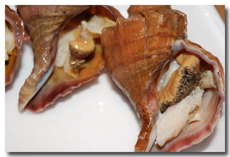 エゾボラ マツブの特徴・生態、食べ方や旬、料理を徹底解説！ とともん