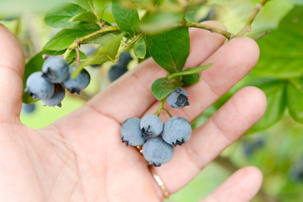 山梨 やまなし体験三昧！-夏- 川魚のつかみ取り！旬のフルーツ狩り！爽やかハーブ石鹸作り！鉄道遺産「大日影トンネル遊歩道」探検体験！さぁみんなでやってみよう♪新宿駅発山梨バスツアー・日帰りバスツアーを予約するならオリオンツア
