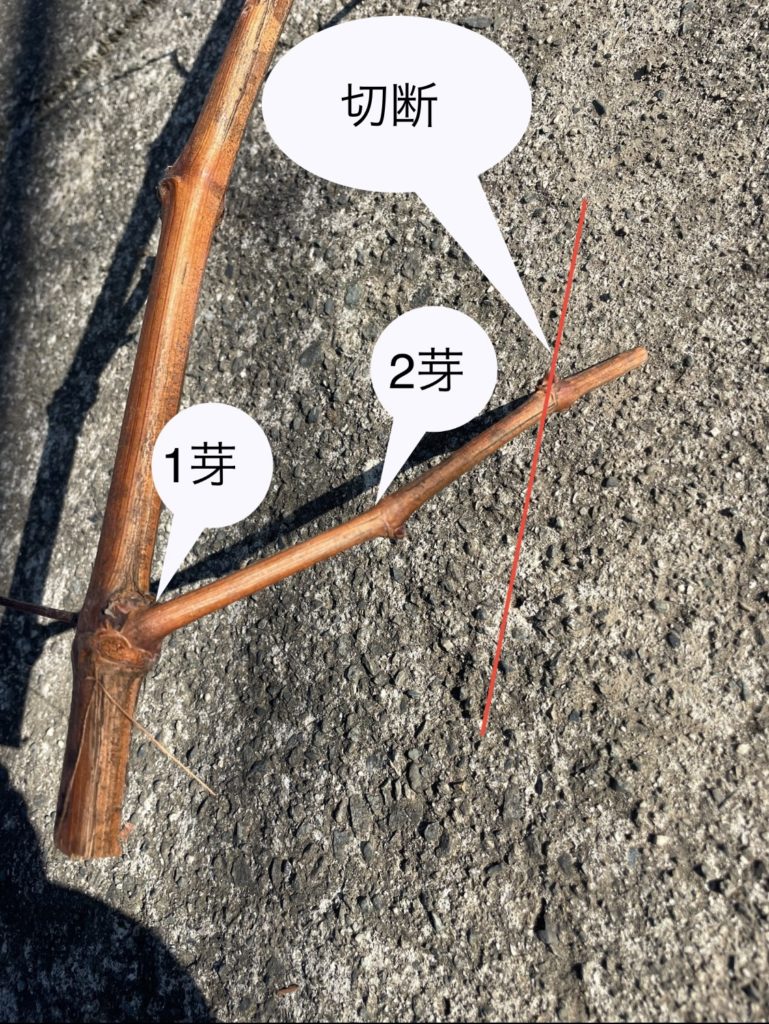 ぶどうの育て方 公式 苗木部