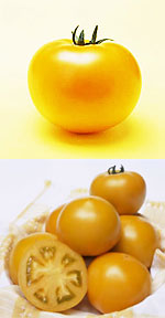 桃太郎ゴールド トマト品種カタログタキイの野菜 タキイ種苗