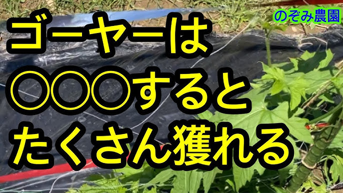 肥料のうまく使ってゴーヤ栽培をマスターしよう！農業・ガーデニング・園芸・家庭菜園マガジン AGRI PICK