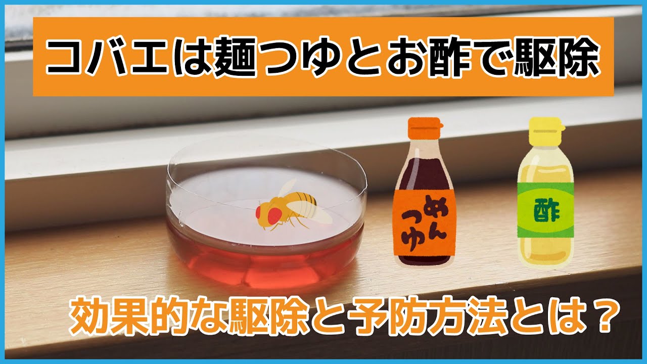めんつゆトラップでコバエを一網打尽！簡単＆強力な駆除術信州害虫ブロック組合