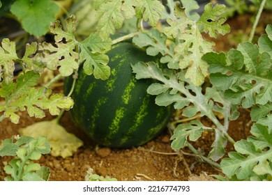 スイカ畑のスイカスライス 地上の新鮮なスイカ果実 農業用ガーデンスイカ農場と葉の木の植物畑でスイカを収穫 -みずみずしいのストックフォトや画像を多数ご用意 - iStock