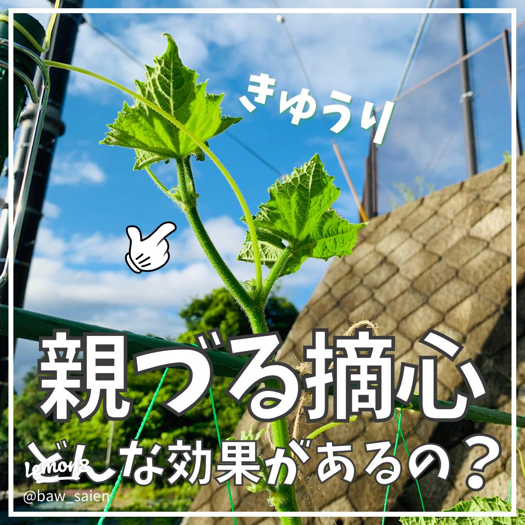 つる下ろし栽培できゅうり農家の働き方が変わる - アグリポートWeb