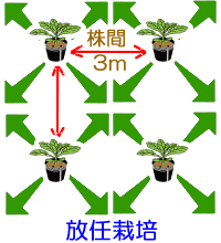 家庭菜園情報～カボチャ～ – ＪＡ八王子