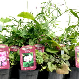 楽天市場ケース販売：20入ロシアンオリーブ ヤナギバグミ3.5号 ポット苗 20鉢 柳葉茱萸 柳葉 茱萸 グミ ぐみ スナナツメElaeagnus angustifolia Russian olive Silverberry : LAND PLANTS 楽天市場店