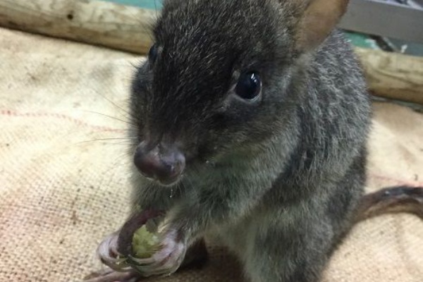 フランソワルトン - SearchX